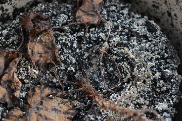 An old ceramic pot with moldy earth and faded flowers