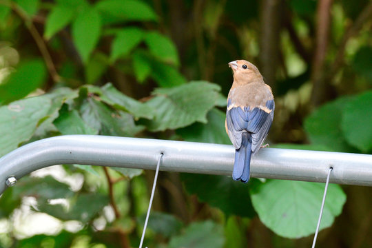 Junger Gimpel im Garten	