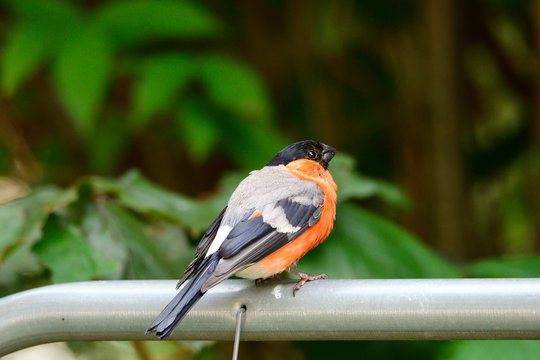 M&auml;nnlicher Gimpel im Garten