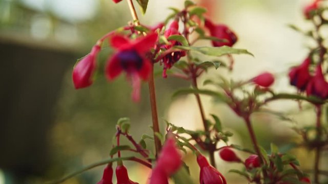 tomar cercana de bonita flor en un balc&oacute;n de Berlin