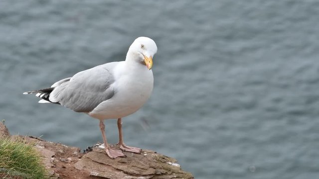 European herring gull (Larus argentatus) on rock of cliff top in spring, Scotland, UK