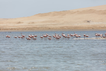 Flamingos  in Paracas, Peru.