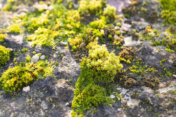 Green moss on a ston on a sunny day