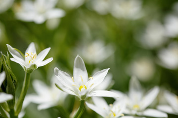 spring flowers in ukraine, closeup of plants