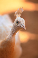 Orange peacock in the zoo