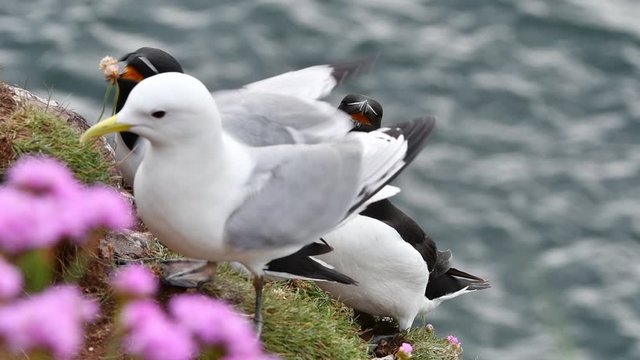 Razorbill (Alca torda) couple scaring off black-legged kittiwake on clifftop at seabird colony in spring, Scotland, UK