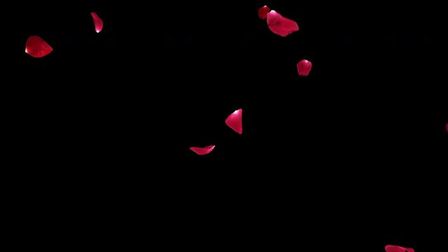 Falling Rose Petals 2 Pack.Fall start to end anad loop aniamtion.This work have alpha.Place on footage or background.Easy to change color.