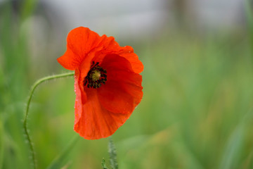 red poppy on green background