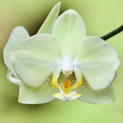 Fototapeta na wymiar Yellow phalaenopsis orchid. Close up in Anchieta, State of Espirito Santo, Brazil.