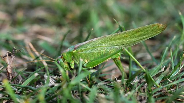 Big green locust female lays eggs
