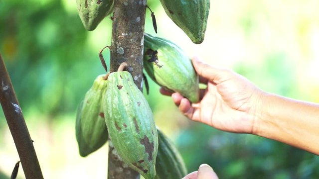 Hand holding cocoa fruit ripe, Ready to translate into agricultural products.