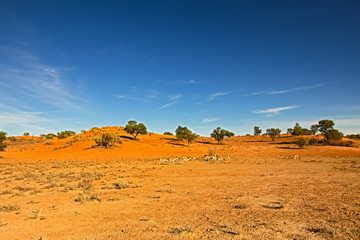 Fototapeta na wymiar Kalahari landscape with springbok herd
