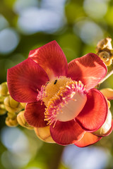 Cannonball tree / Couroupita / Red Lauan. It is a deciduous tree in the family Lecythidaceae