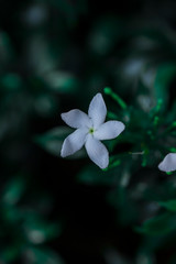 The beautiful crepe Jasmine flower. It also Pinwheel Flower