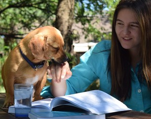 Little dog licks his owner's hand to show his love