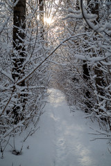 path in the winter forest in the sunlight