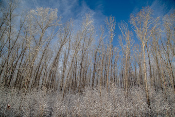 winter forest landscape trees and bushes stand in the snow