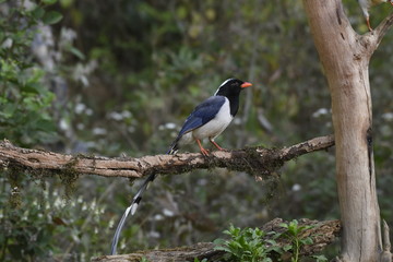 Fototapeta premium red-billed blue magpie (Urocissa erythroryncha), Bird captured in Sattal ,India