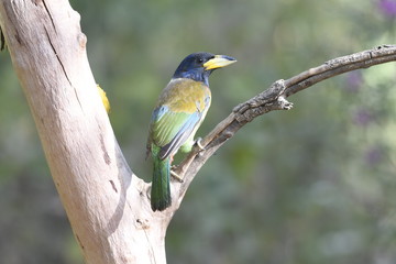 Indian Green Greate Barbet, Sattal Birding