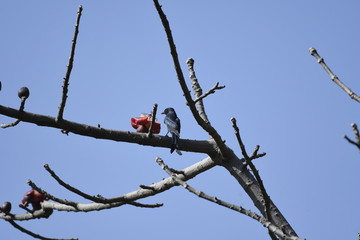 Drango Bird on the Branch 