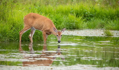 White tailed deer drinking water on a pond in New York State