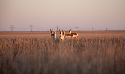 Pronghorn Herd on a sorghum field in a Wind Turbine park © Edgar Figueiredo
