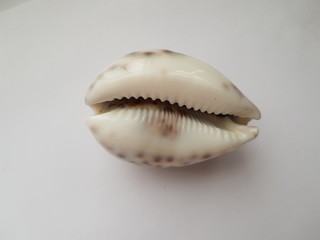   seashell on black background