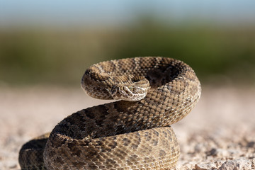 Texas rattlesnake curled up ready to attack