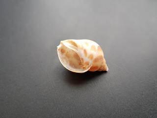 shell on black background