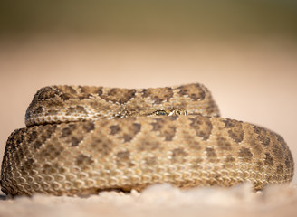 Texas rattlesnake curled up ready to attack