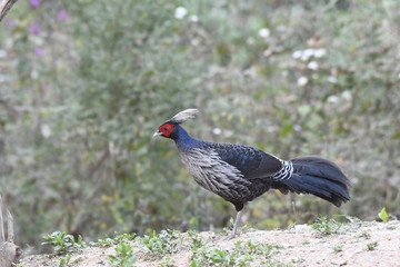 portrait of a bird