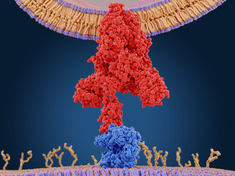 The coronavirus spike protein (red) mediates the virus entry into host cells. It binds to the angiotensin converting enzyme 2 (blue) and fuses viral and host membranes. PDB entry 6cs2. 