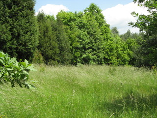 grass field near a forest