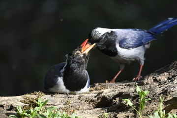 red-billed blue magpie (Urocissa erythroryncha), Bird captured in Sattal ,India