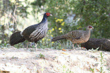 pheasant bird of prey