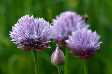 On the ends of long runaways the onions have flowers with a considerable quantity of violet petals.