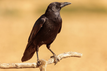 Close-up of Carrion Crow on tree branch