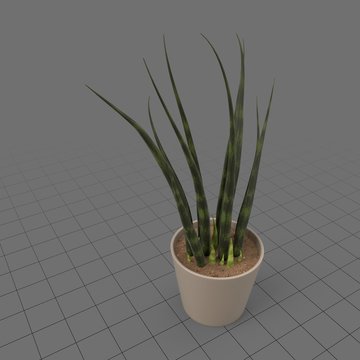 Succulent plant in planter