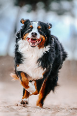 Crazy bernese mountain dog outside in action. 