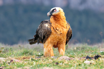 Portrait view of a Bearded Vulture