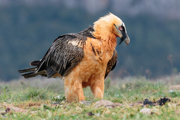 Bearded Vulture looking for something to eat between grass and rocks