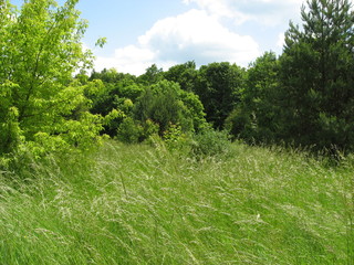 grass field near a forest
