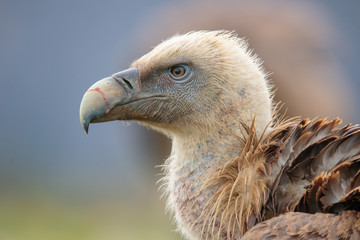Portrait of a Vulture