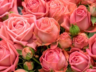 Pink roses in a bouquet close-up for a holiday gift.