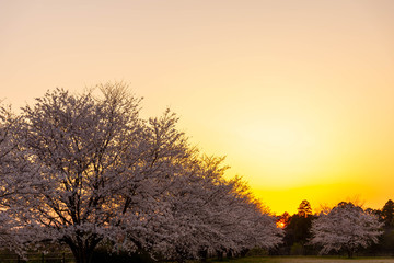 Fototapeta na wymiar 桜　 美しい夕焼け風景に満開する桜の花 　日本　Cherry Blossoms 　Cherry blossoms in full bloom in a beautiful sunset landscape　 Japan