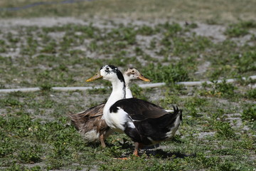 Indian Duck 
