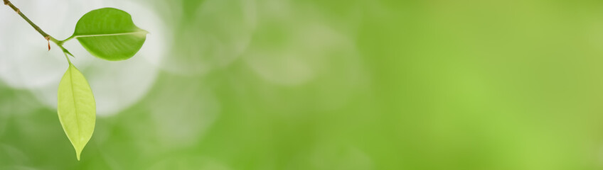 Close up of nature view green leaf on blurred greenery background under sunlight with bokeh and copy space using as background natural plants landscape, ecology cover concept.
