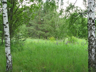 grass field near a forest