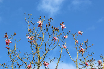Magnolia tree in bud	