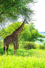 Giraffe in the savannah between the plants.